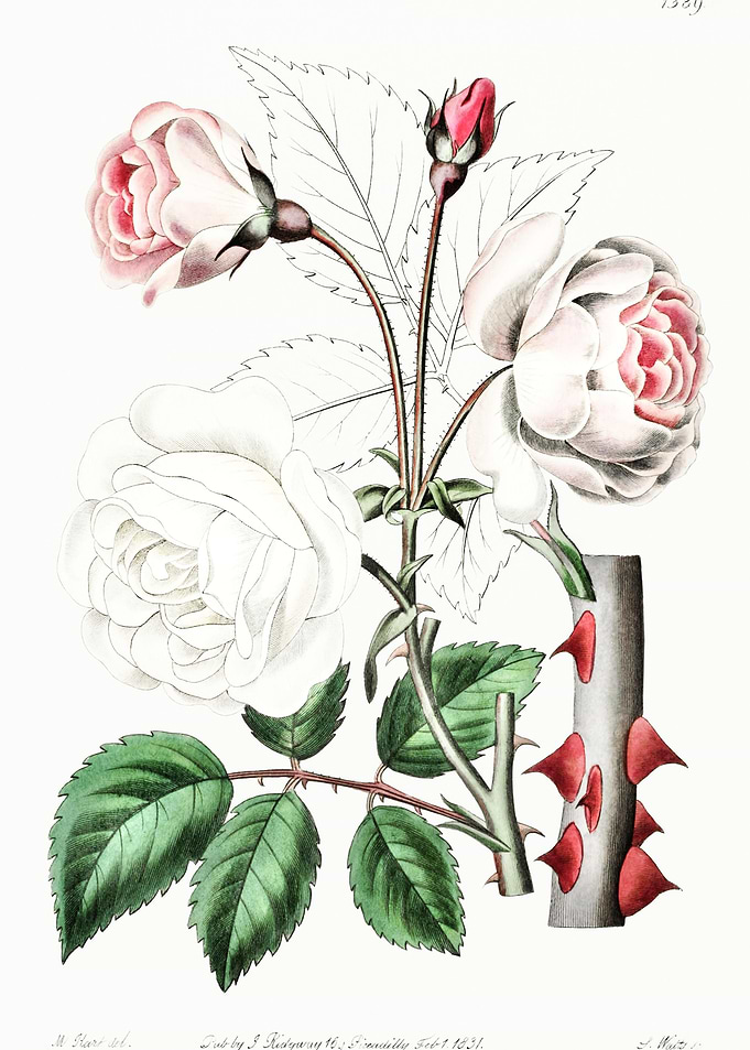 Old Ayrshire Rose Poster