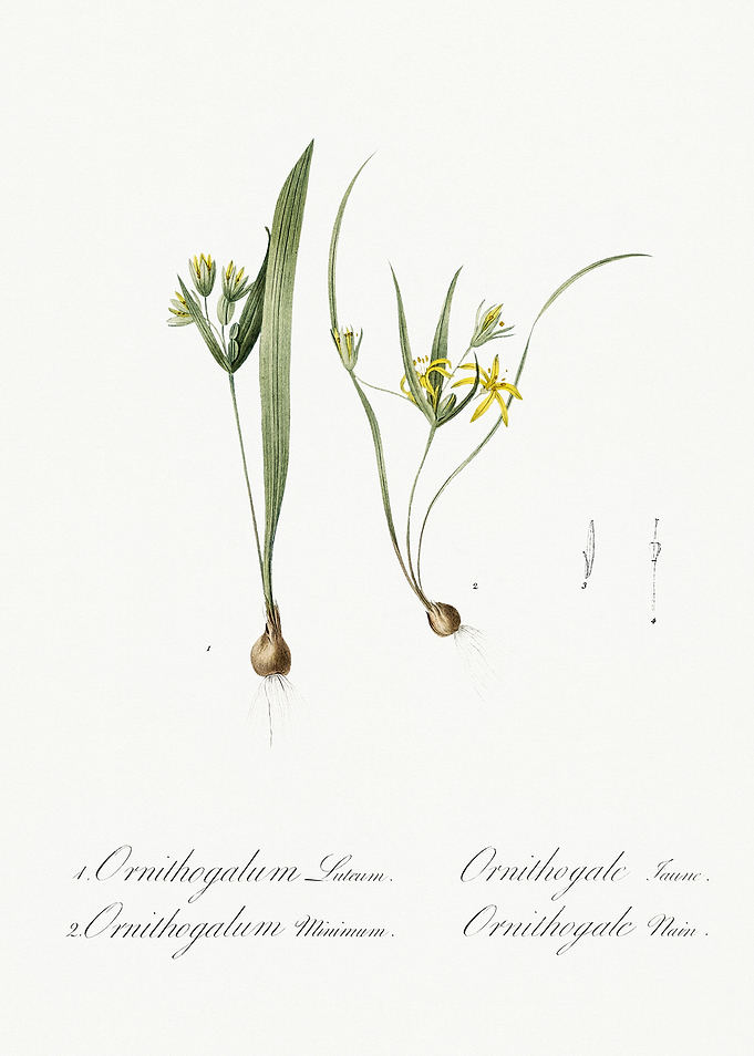 Les Liliacees 1805 HQ Orig