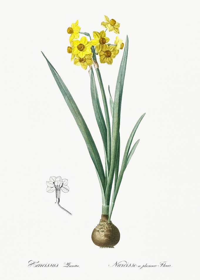 Les Liliacees 1805 HQ Orig