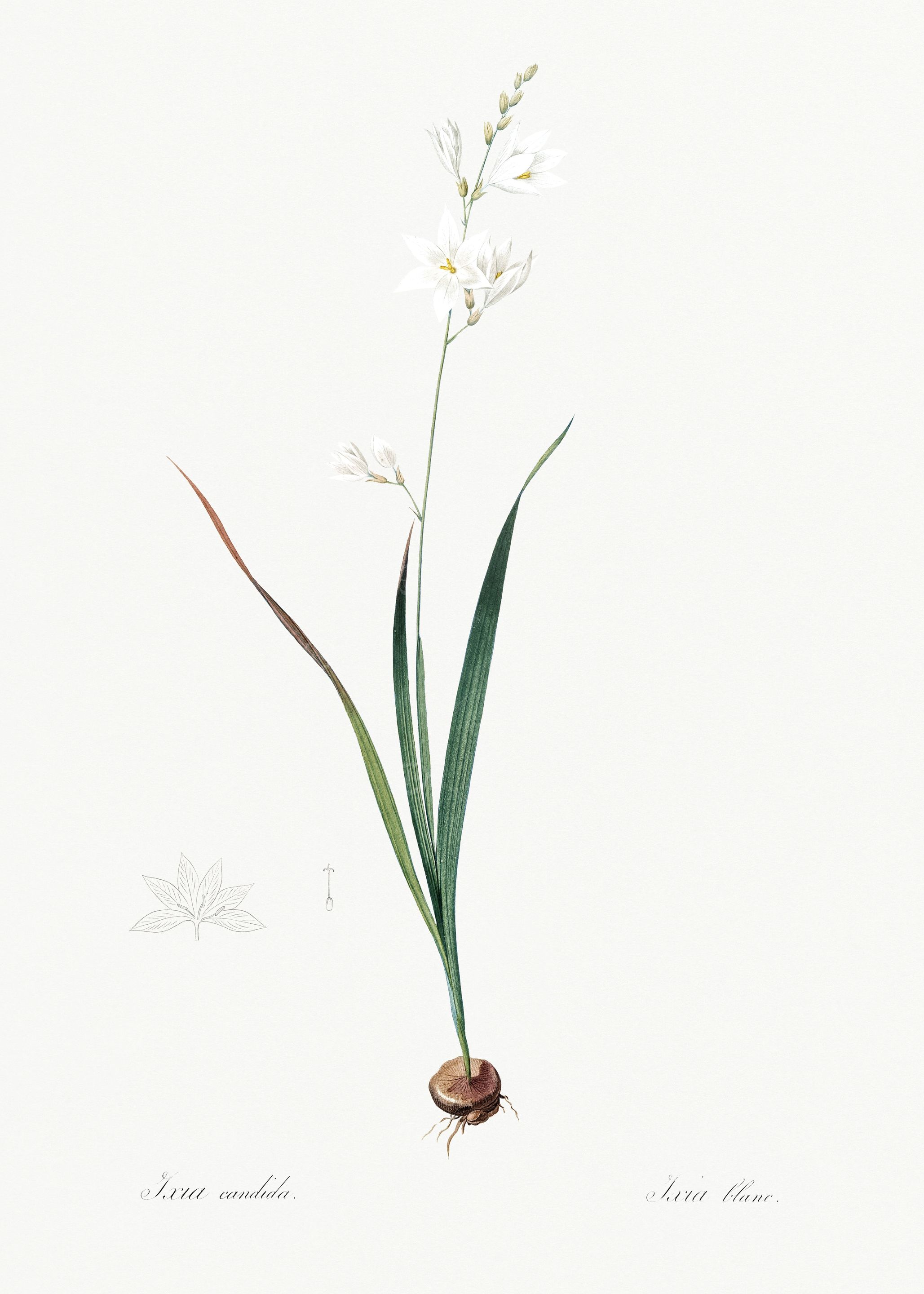 Les Liliacees 1805 HQ Orig