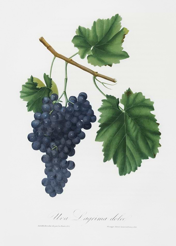 Lacrima Grapes Vitis Vinif