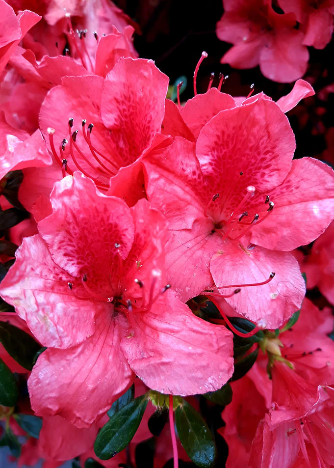 Red azalea