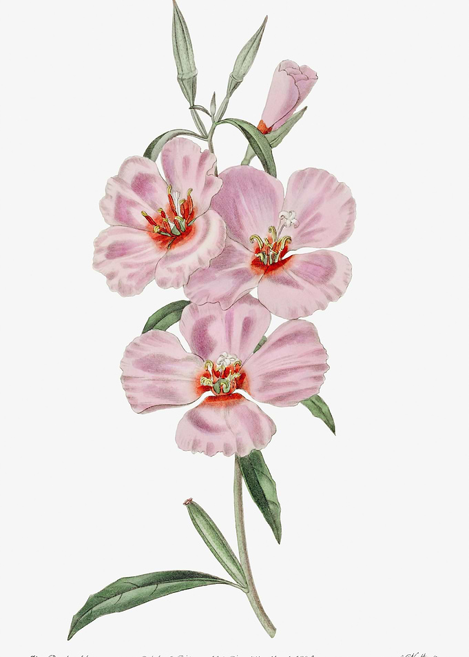 Pink Hibiscus Poster