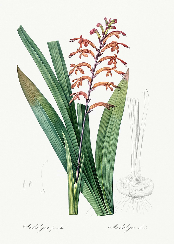 Les Liliacees 1805 HQ Orig