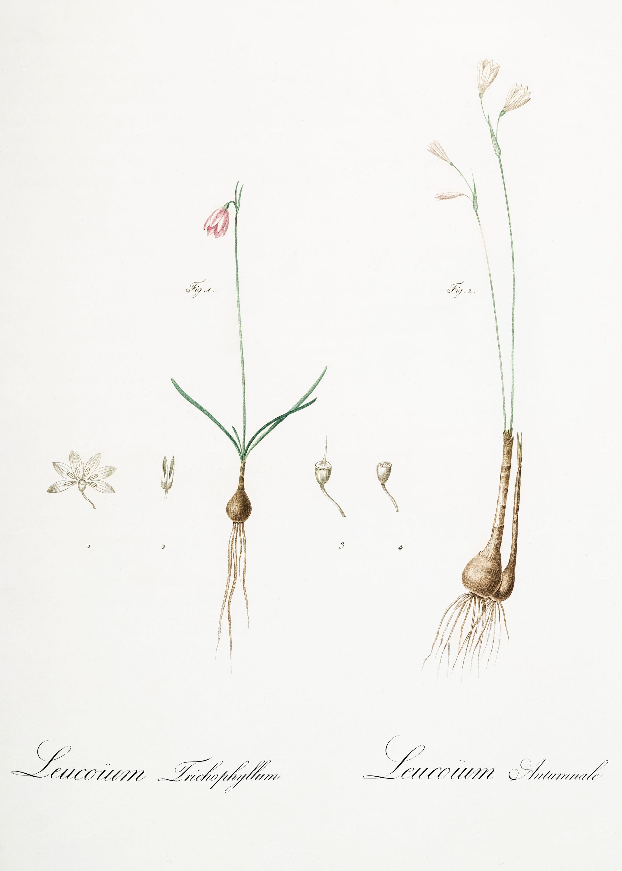 Les Liliacees 1805 HQ Orig