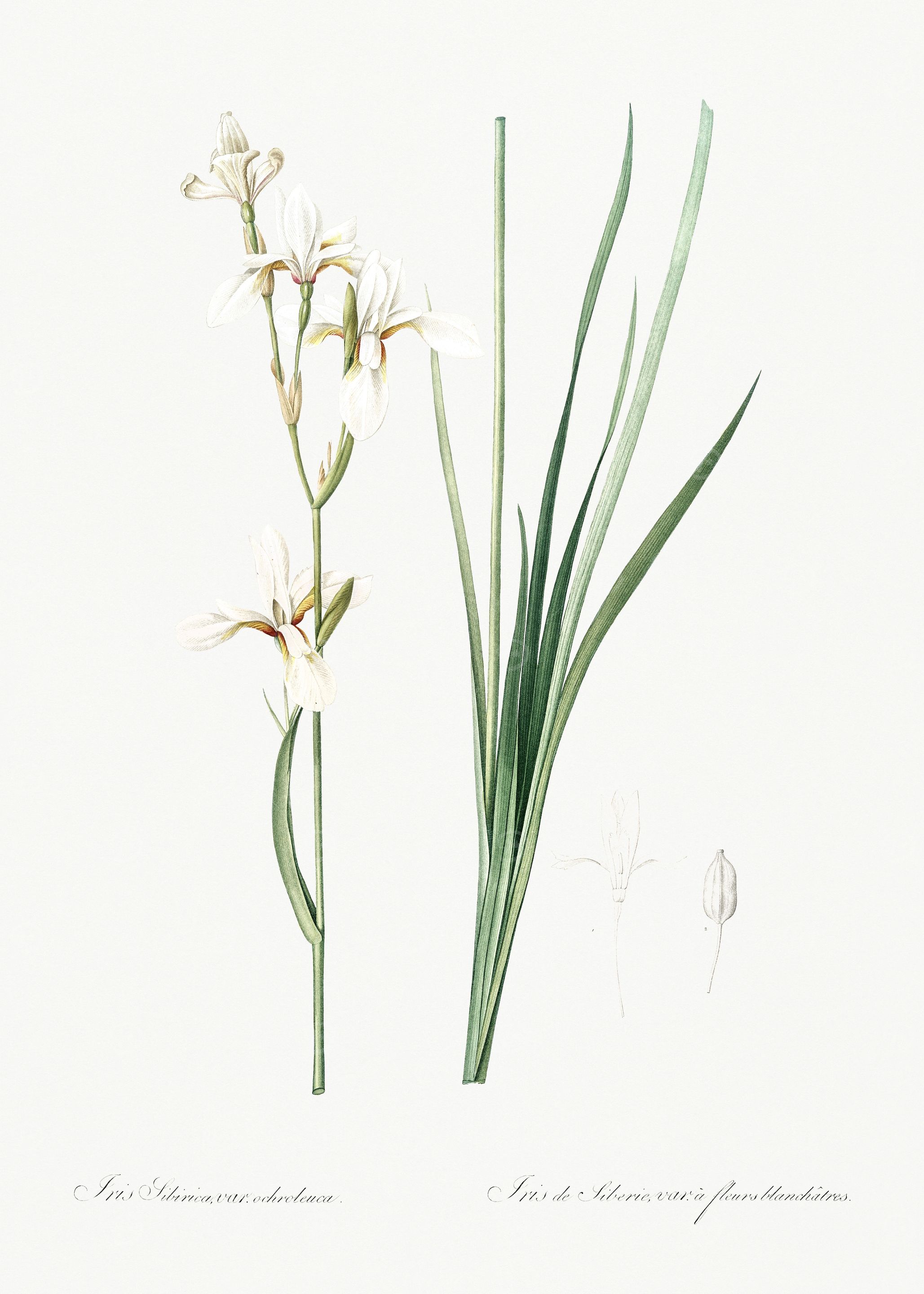 Les Liliacees 1805 HQ Orig
