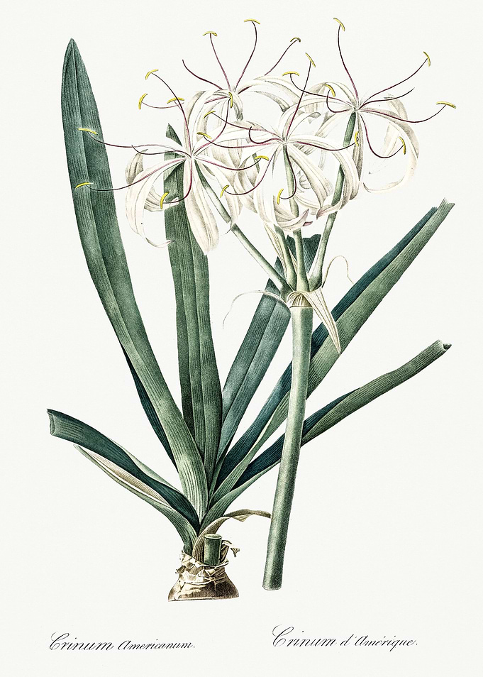 Les Liliacees 1805 HQ Orig