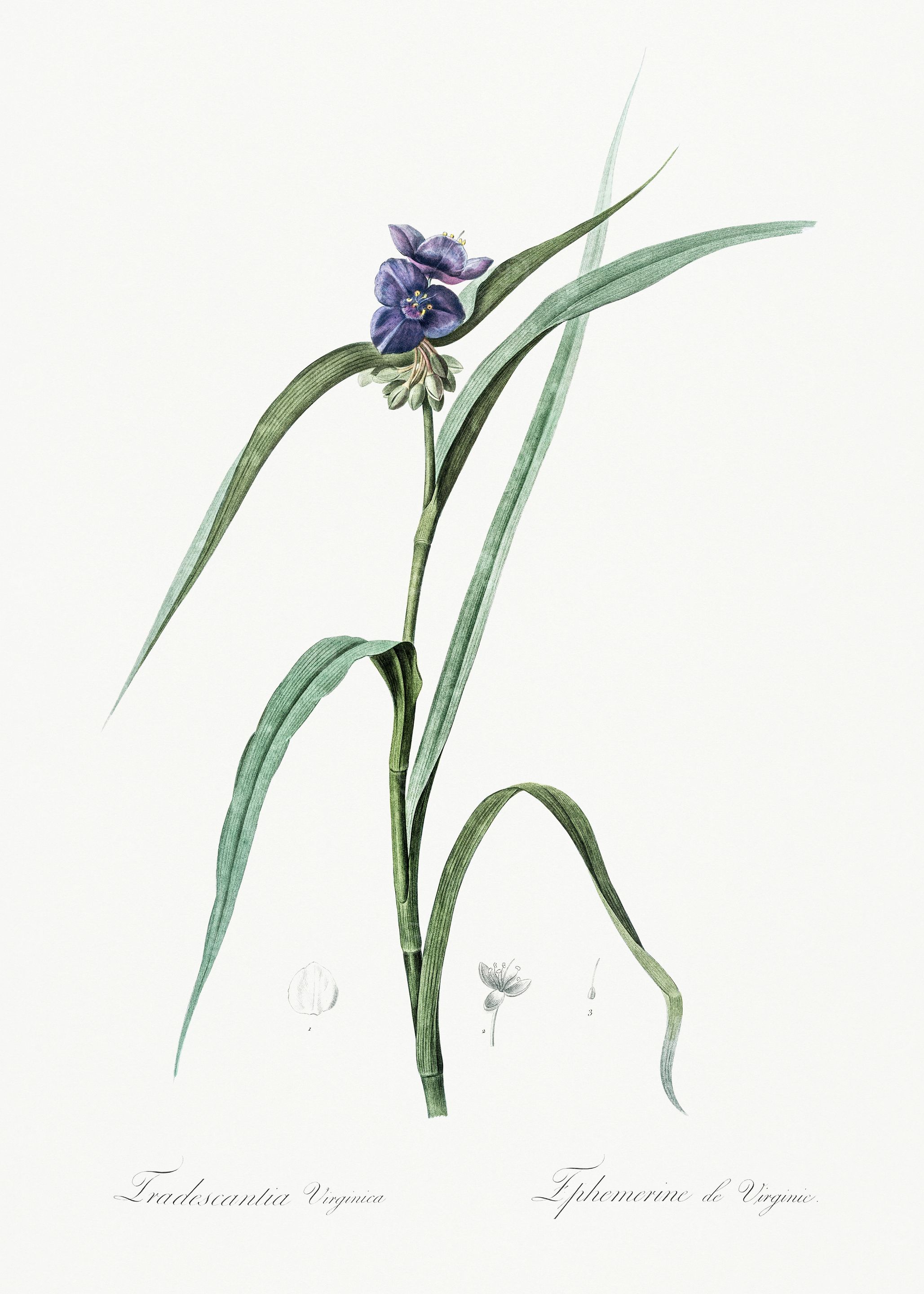 Les Liliacees 1805 HQ Orig