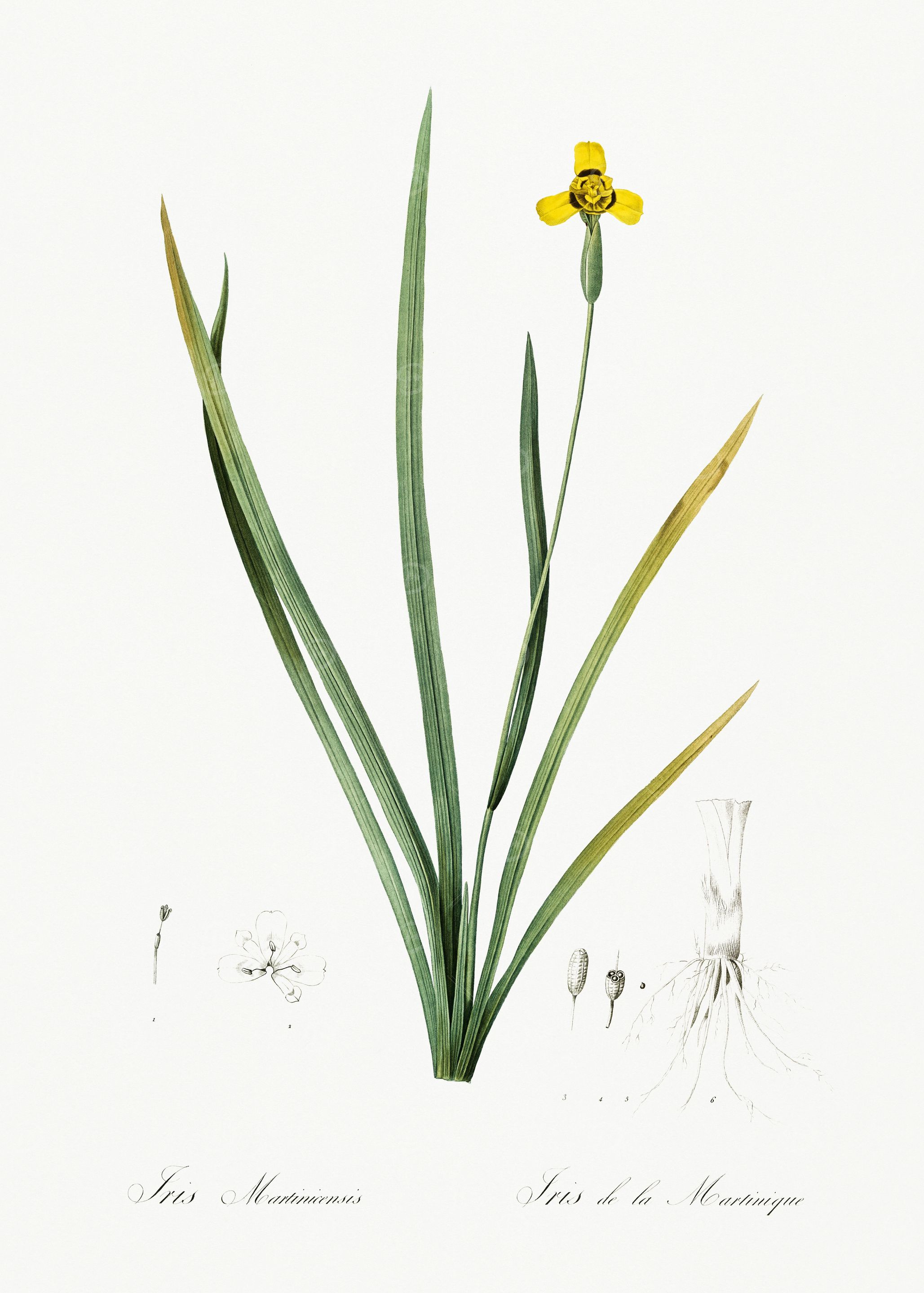 Les Liliacees 1805 HQ Orig