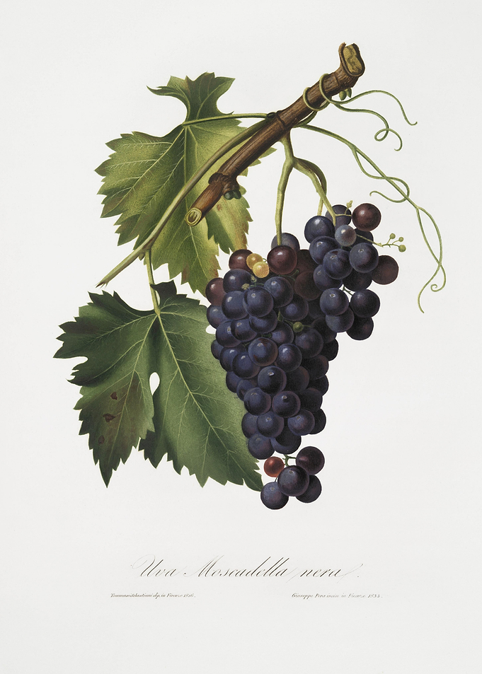 Black Grape Vitis Vinifera