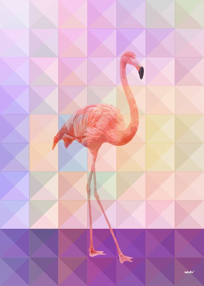 Flamingo
