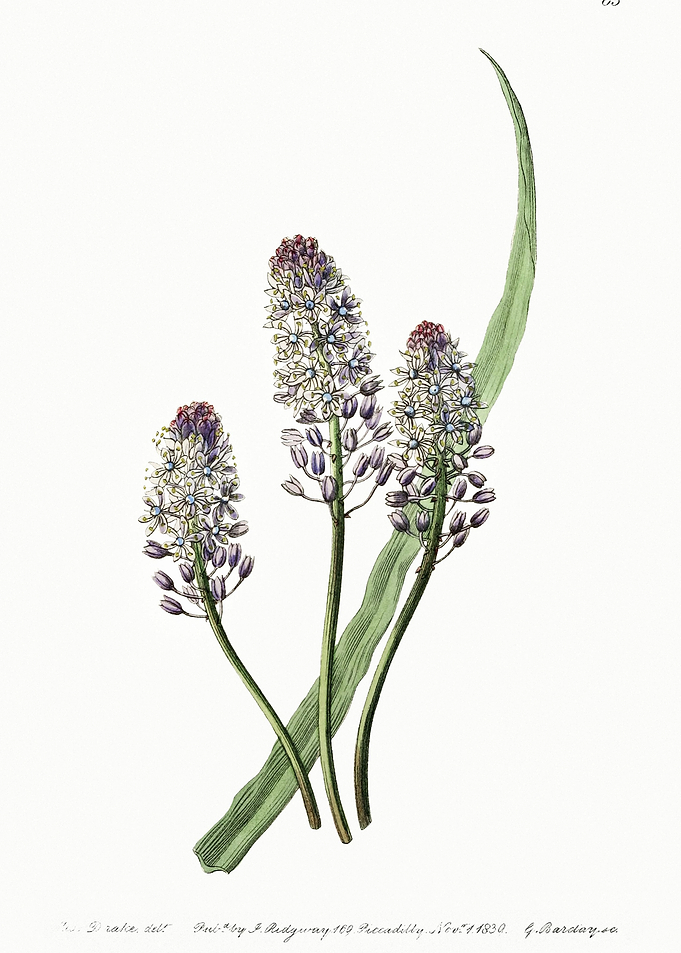 Scilla Amethyst Meadow Squ