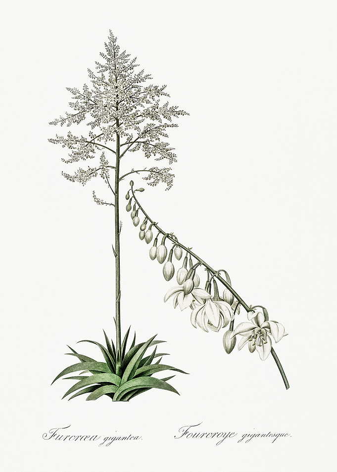Les Liliacees 1805 HQ Orig