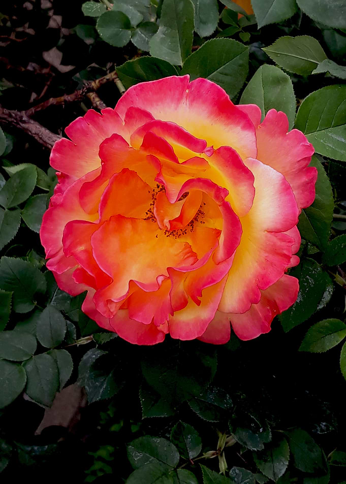 Vibrant rose flower