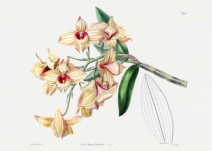 Dendrobium Moschatum Poste
