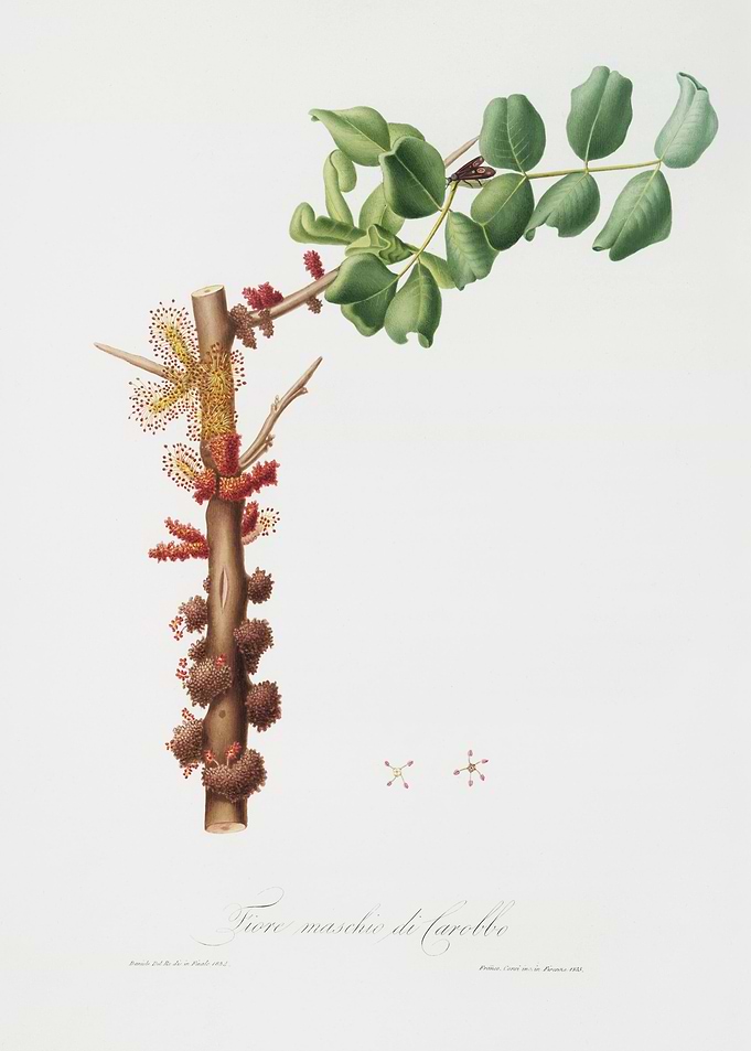 Carob Flower Ceratonia Sil