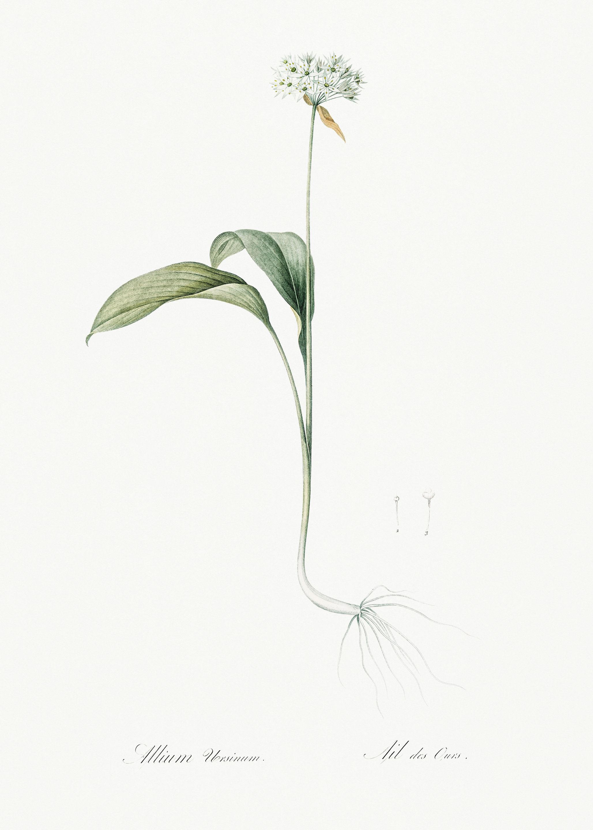 Les Liliacees 1805 HQ Orig