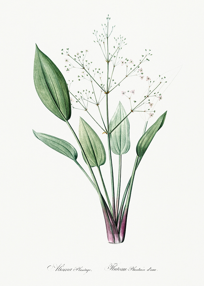 Les Liliacees 1805 HQ Orig