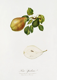 Pomona Italiana 1839HQOrig