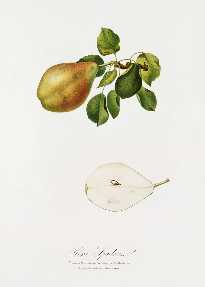 Pomona Italiana 1839HQOrig
