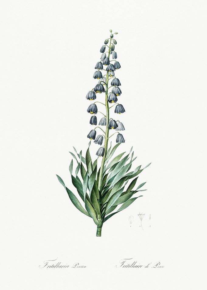 Les Liliacees 1805 HQ Orig