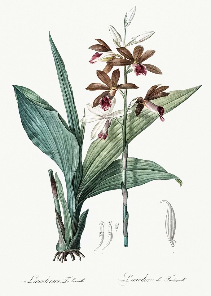 Les Liliacees 1805 HQ Orig