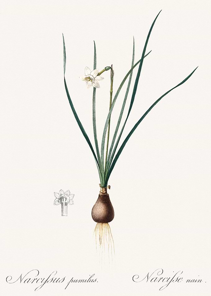 Les Liliacees 1805 HQ Orig