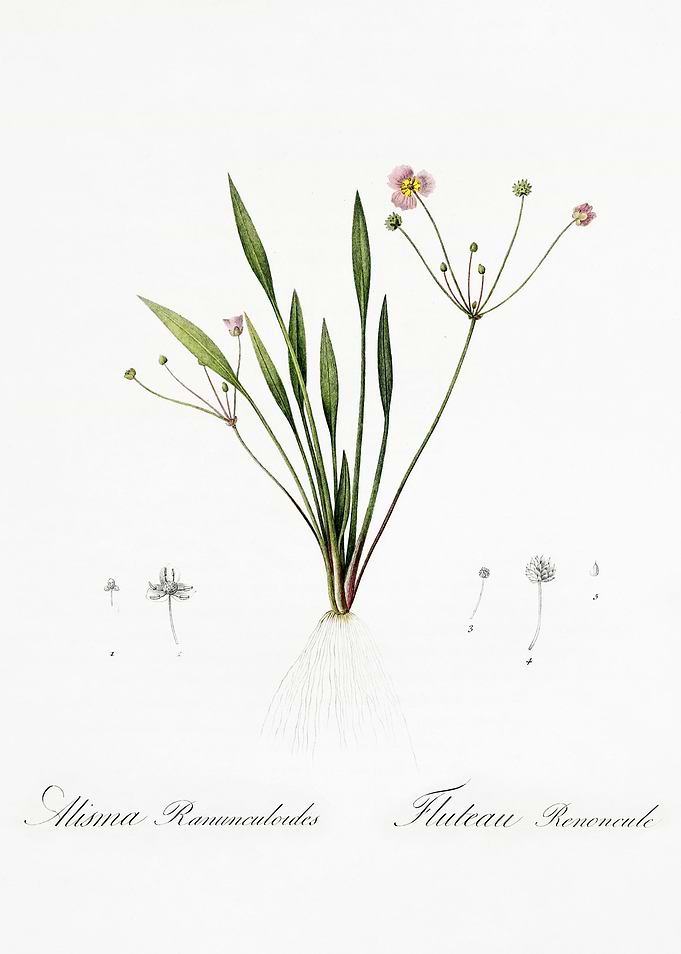 Les Liliacees 1805 HQ Orig