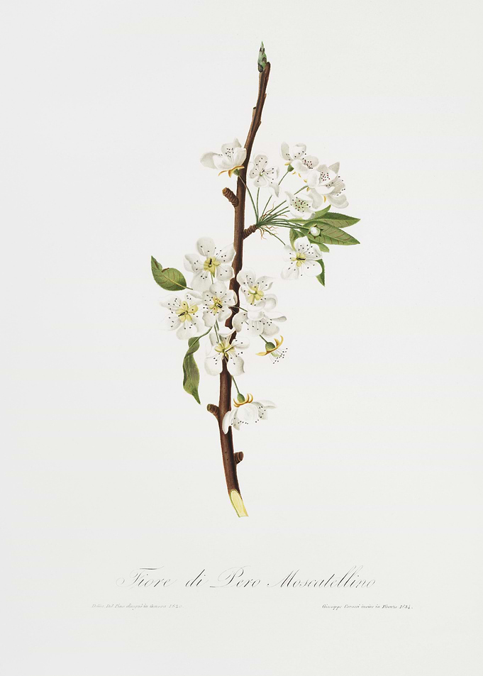 Musky Pear Flower Pyrus B