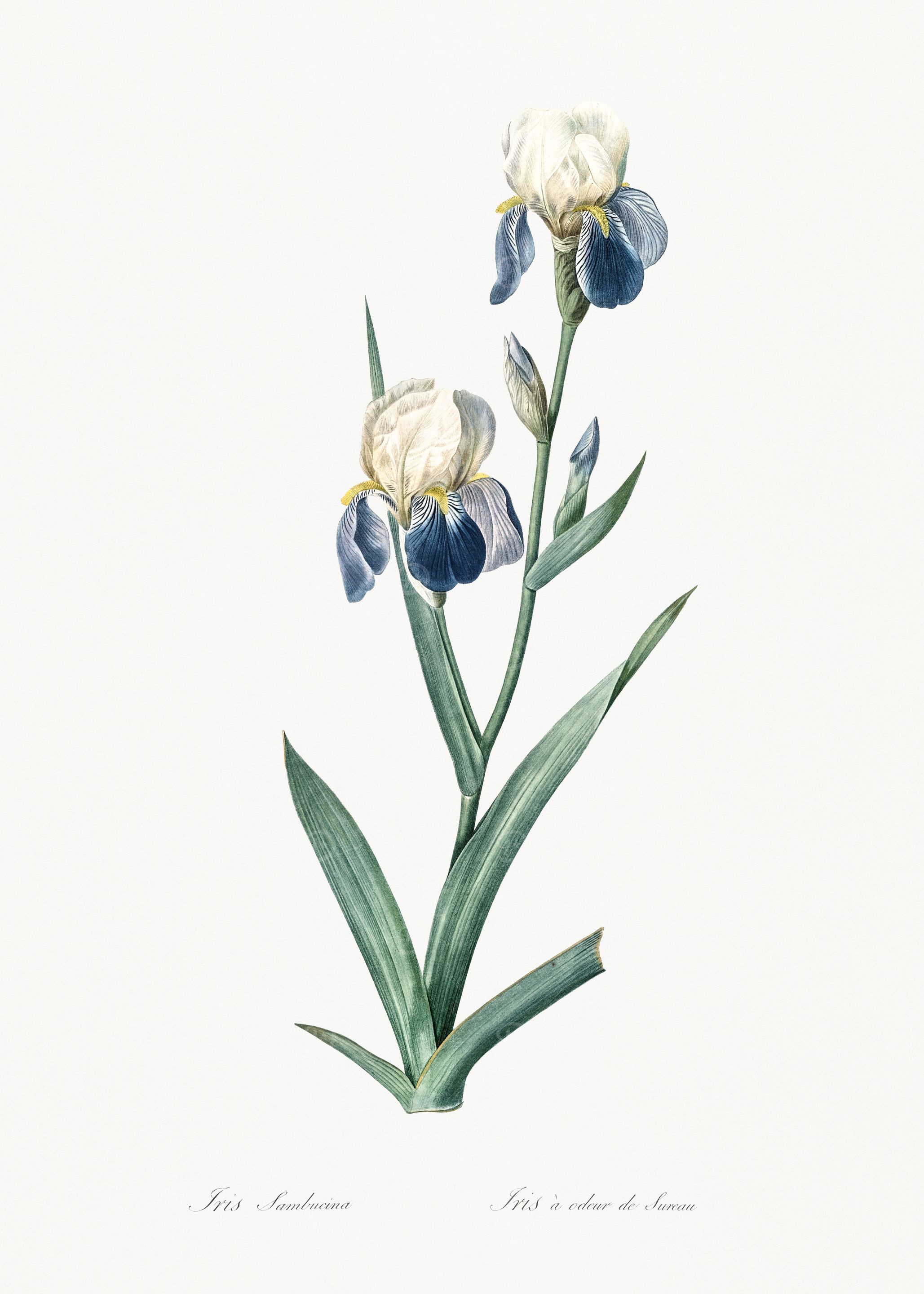 Les Liliacees 1805 HQ Orig