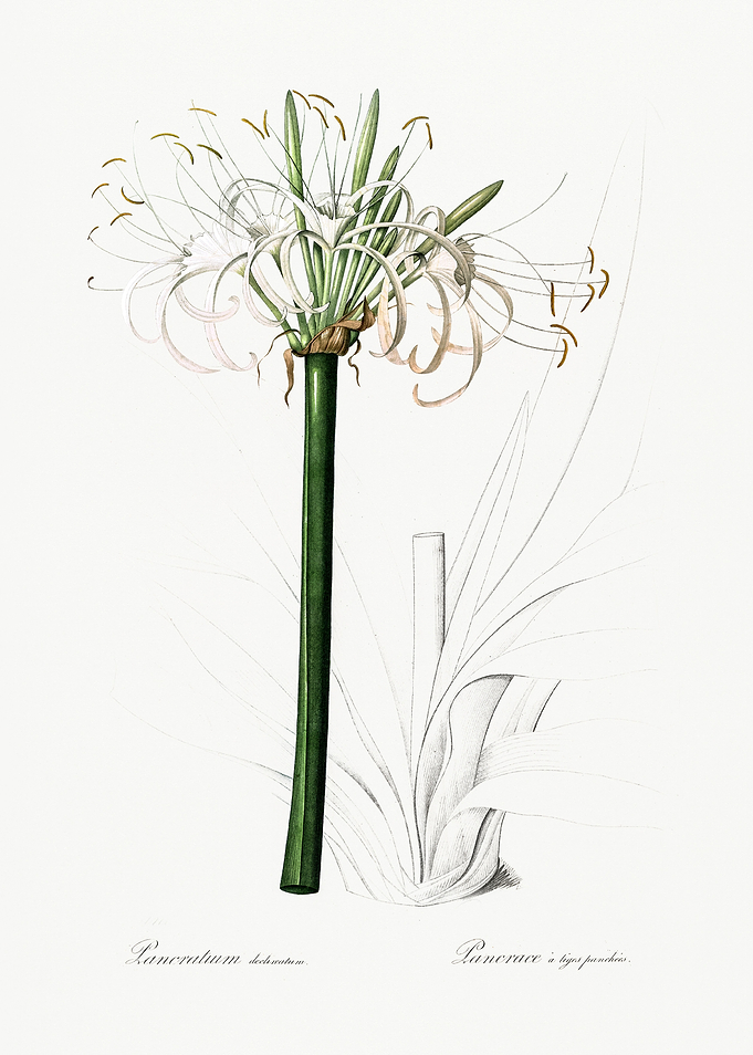 Les Liliacees 1805 HQ Orig