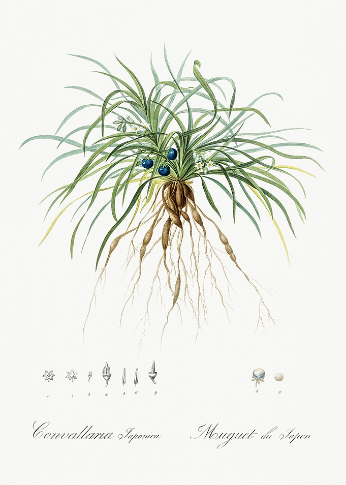 Les Liliacees 1805 HQ Orig
