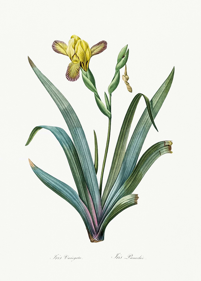 Les Liliacees 1805 HQ Orig