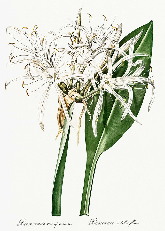 Les Liliacees 1805 HQ Orig