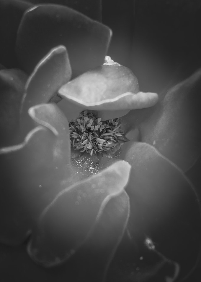closeup rose texture