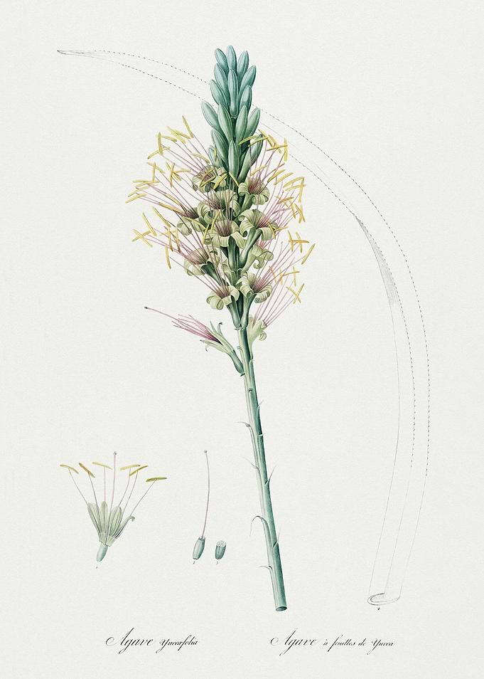 Les Liliacees 1805 HQ Orig