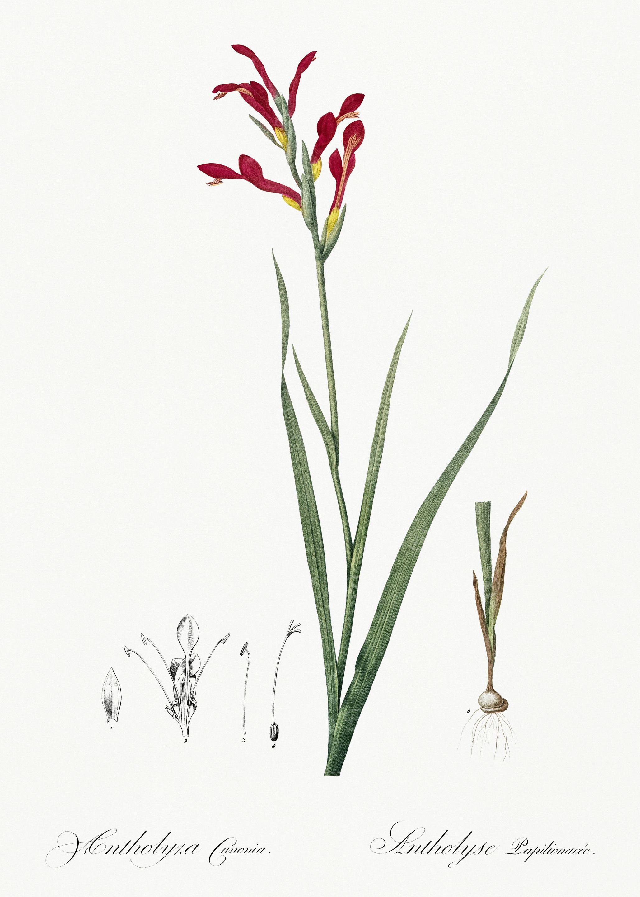 Les Liliacees 1805 HQ Orig