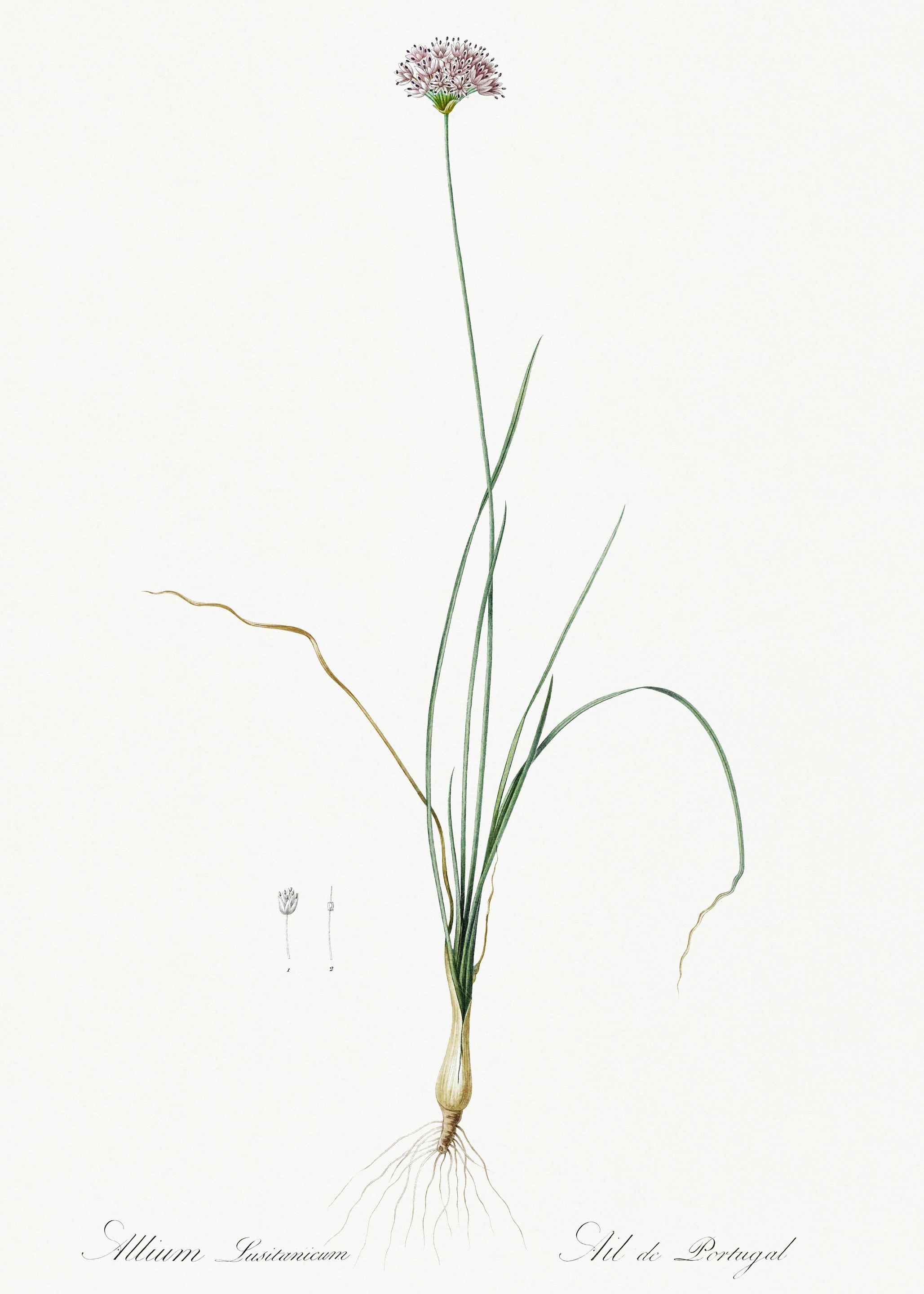Les Liliacees 1805 HQ Orig