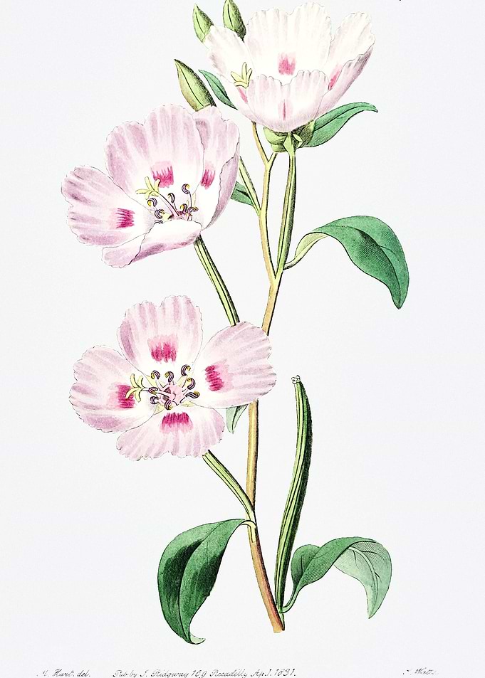 Pink Primrose Poster
