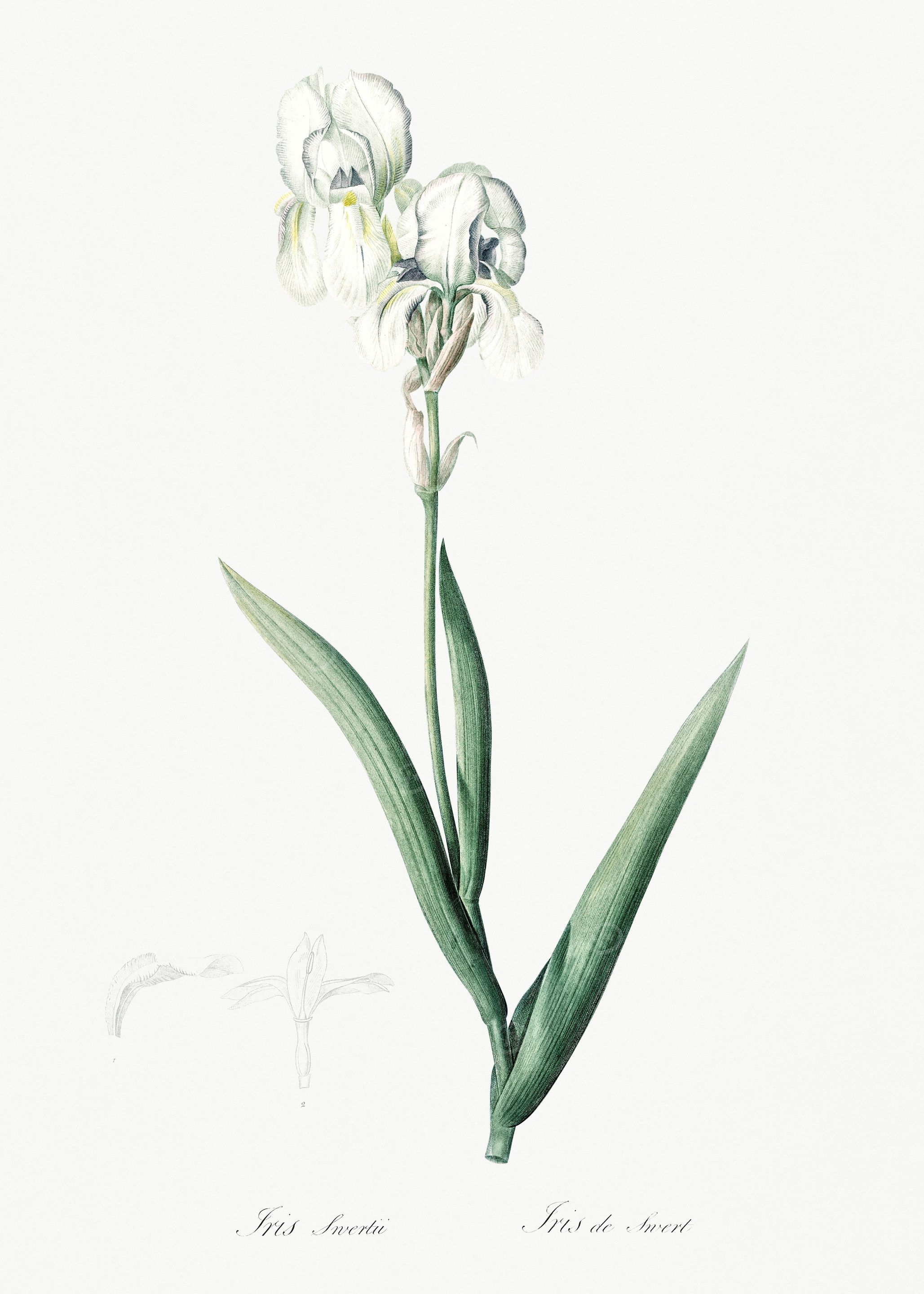 Les Liliacees 1805 HQ Orig