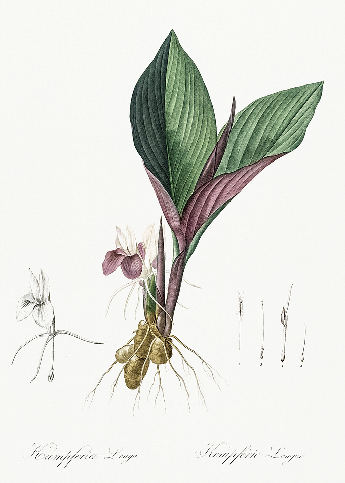 Les Liliacees 1805 HQ Orig