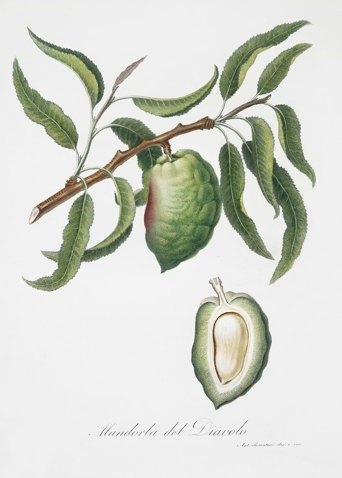 Almond Communis Naxea From