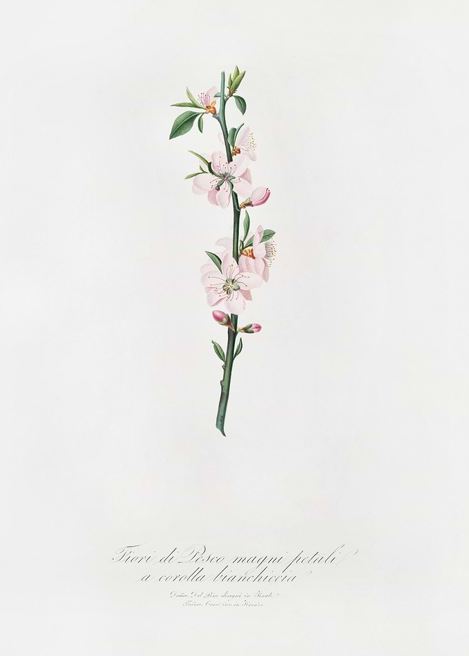 Peach Flower Prunus Persic