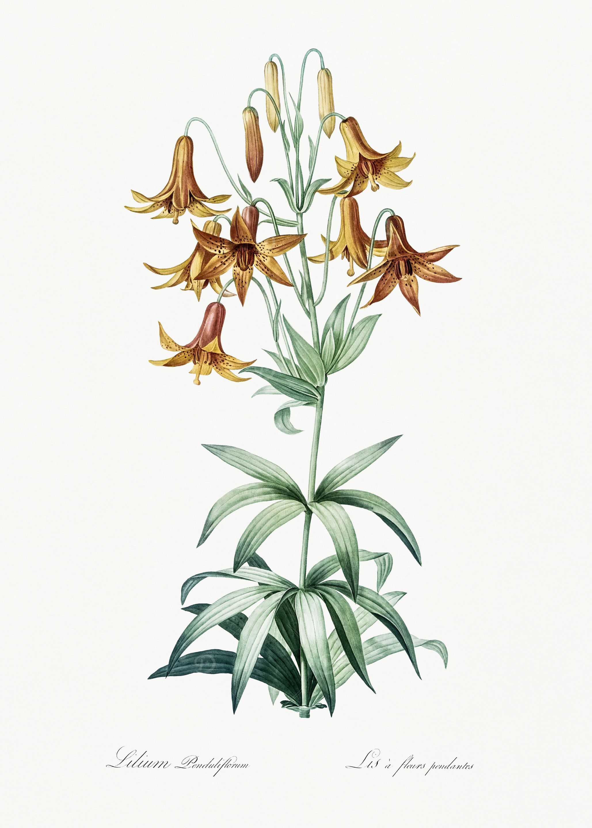 Les Liliacees 1805 HQ Orig