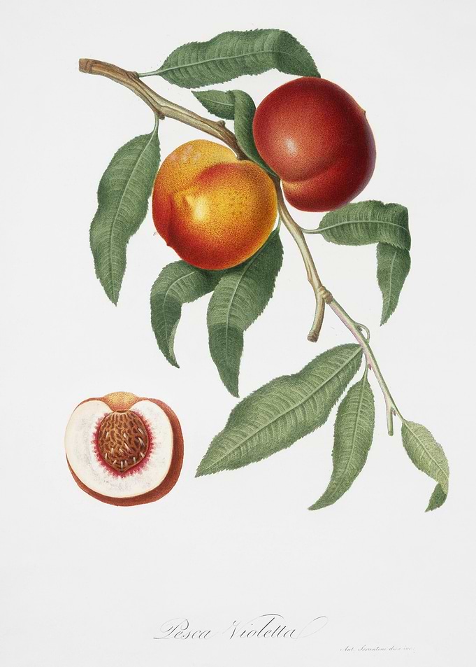 Walnut Persica Violacea Fr