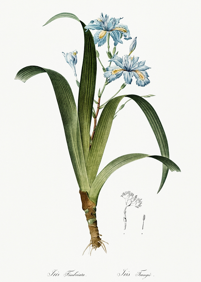Les Liliacees 1805 HQ Orig