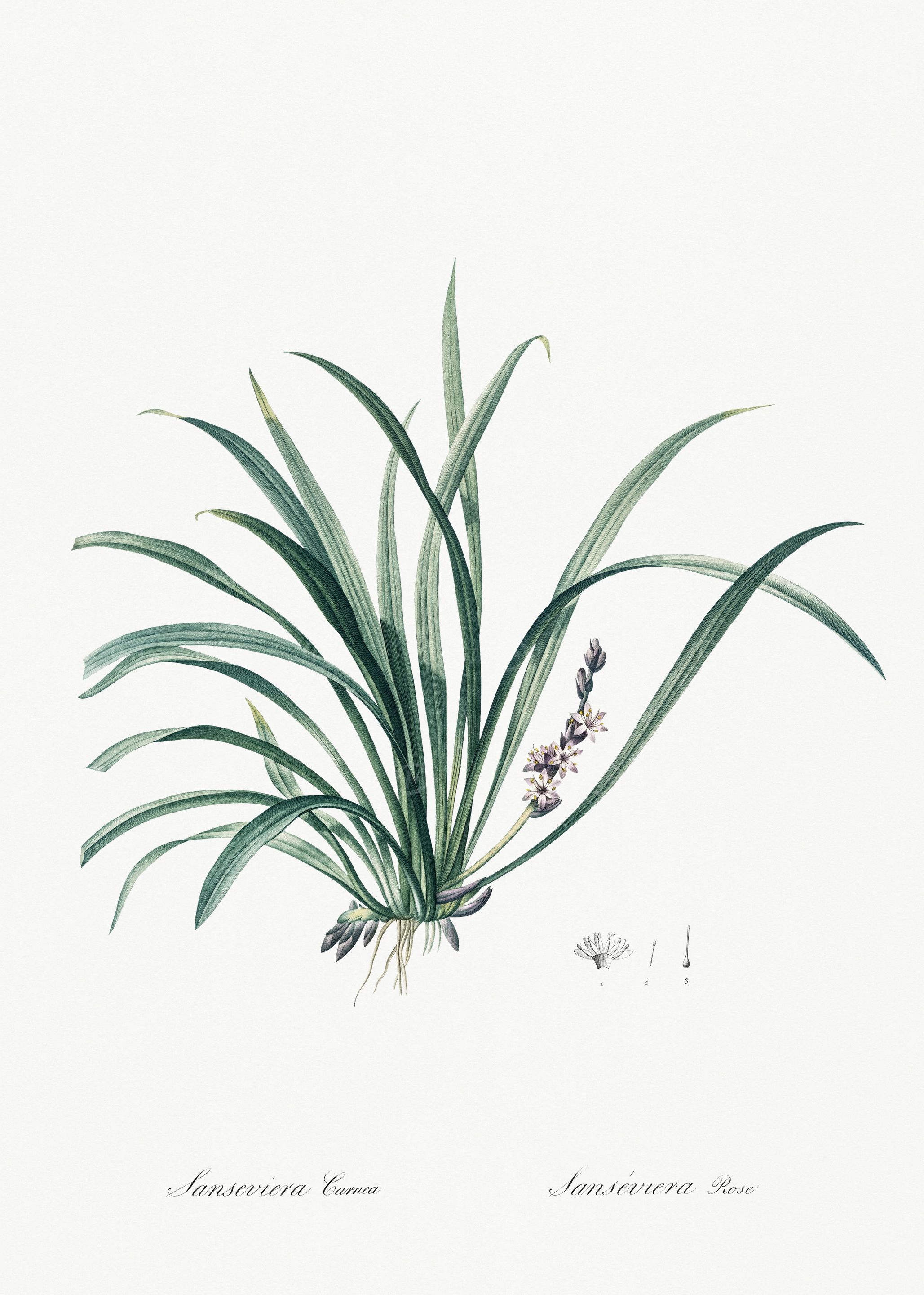 Les Liliacees 1805 HQ Orig