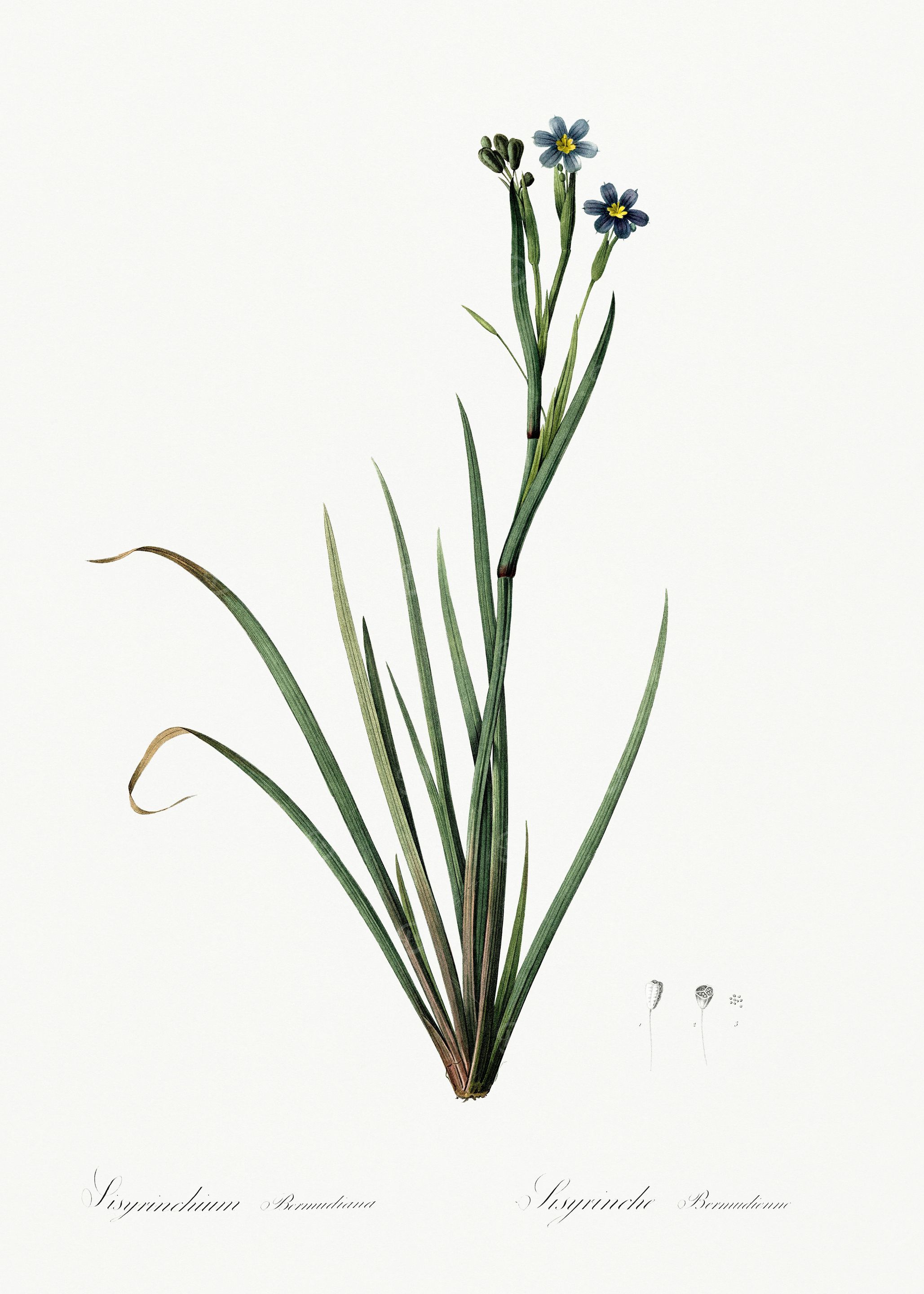 Les Liliacees 1805 HQ Orig