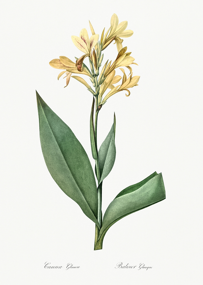 Les Liliacees 1805 HQ Orig