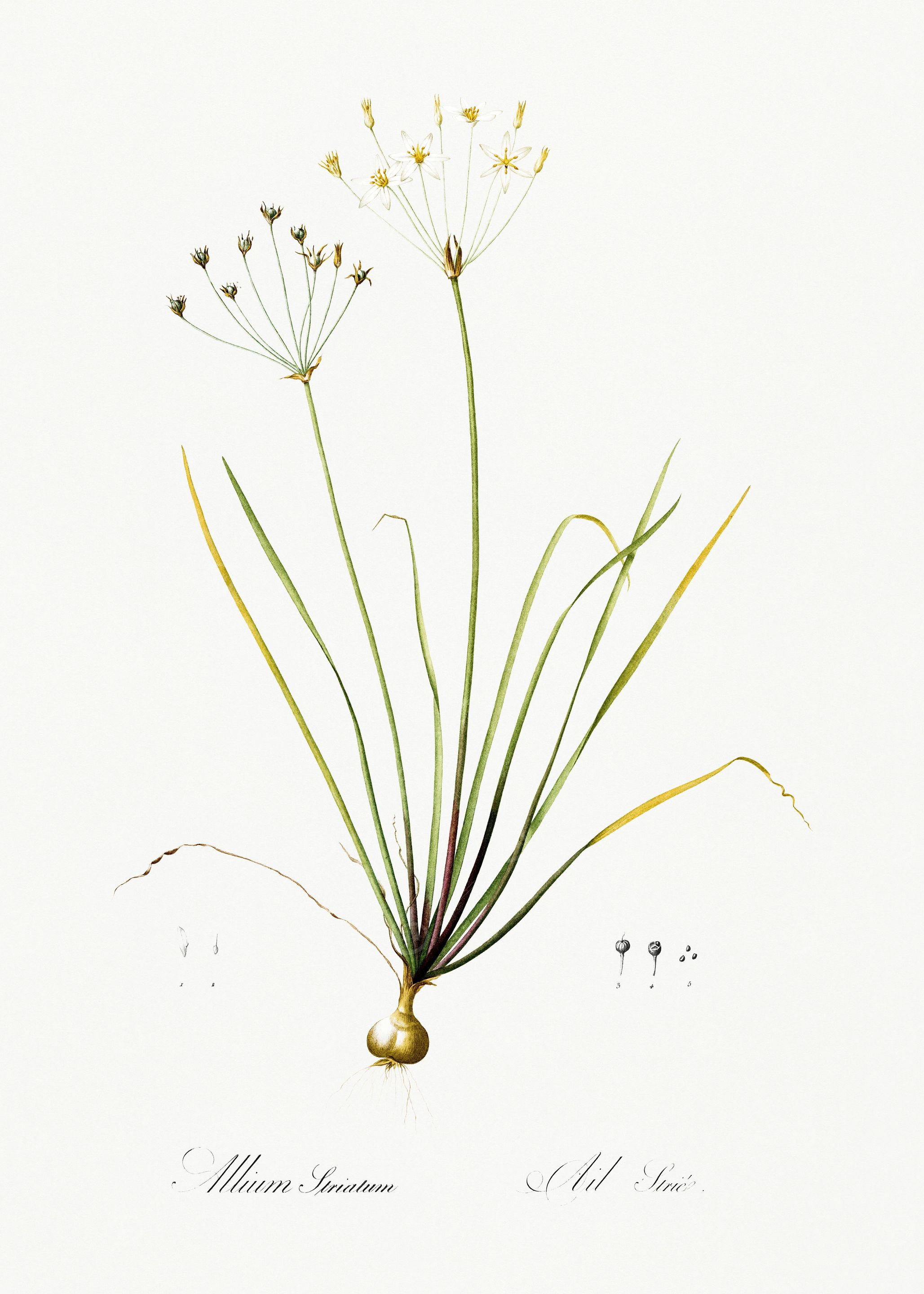 Les Liliacees 1805 HQ Orig